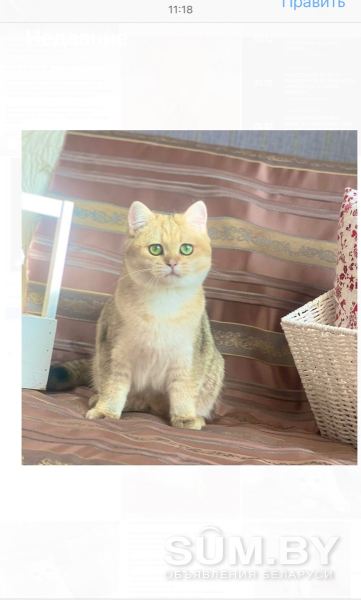 Британский котёнок золотая шиншилла ny11 объявление Продам уменьшенное изображение 