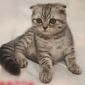 Шотландский вислоухий котик(2, 5 мес) объявление Продам уменьшенное изображение 1