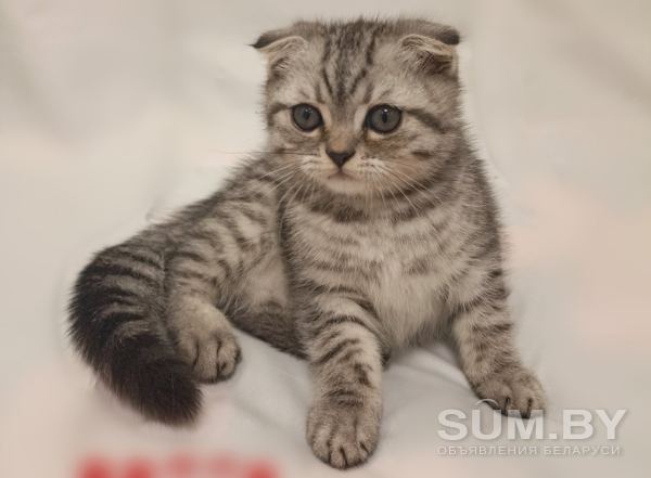 Шотландский вислоухий котик(2, 5 мес) объявление Продам уменьшенное изображение 