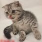 Шотландский вислоухий котик(2, 5 мес) объявление Продам уменьшенное изображение 2