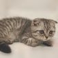 Шотландский вислоухий котик(2, 5 мес) объявление Продам уменьшенное изображение 4