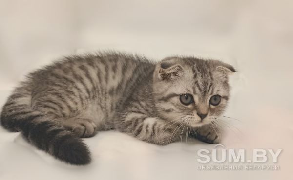 Шотландский вислоухий котик(2, 5 мес) объявление Продам уменьшенное изображение 