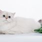 Британский длинношерстный котёнок редкого окраса объявление Продам уменьшенное изображение 2