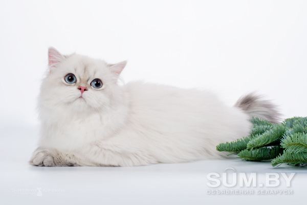 Британский длинношерстный котёнок редкого окраса объявление Продам уменьшенное изображение 