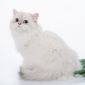 Британский длинношерстный котёнок редкого окраса объявление Продам уменьшенное изображение 1