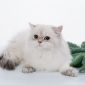 Британский длинношерстный котёнок редкого окраса объявление Продам уменьшенное изображение 3