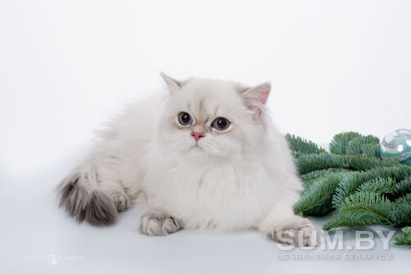 Британский длинношерстный котёнок редкого окраса объявление Продам уменьшенное изображение 