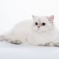Британский длинношерстный котёнок редкого окраса объявление Продам уменьшенное изображение 4