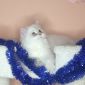 Британский длинношерстный котёнок редкого окраса объявление Продам уменьшенное изображение 5