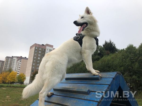 Дрессировка собак Минск объявление Услуга уменьшенное изображение 