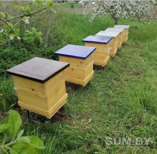 Улья/Пчелы челы объявление Продам уменьшенное изображение 