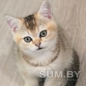Британские котята объявление Продам уменьшенное изображение 