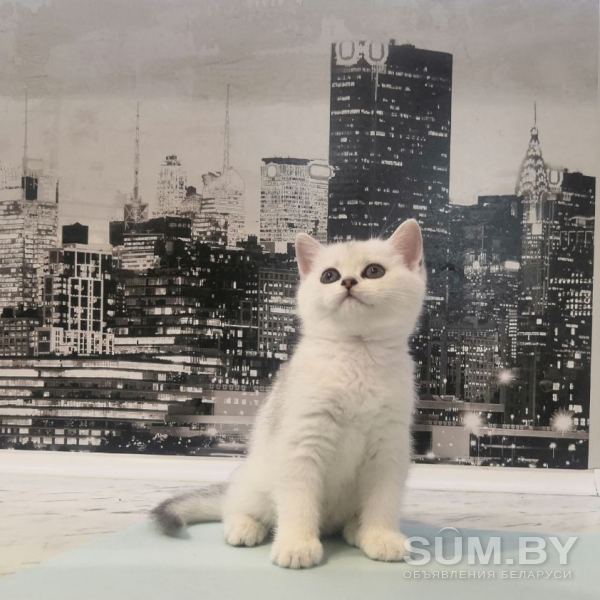 Британские котята объявление Продам уменьшенное изображение 