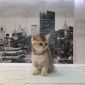 Британские котята объявление Продам уменьшенное изображение 4