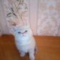 Экзотические плюшевые короткошетстные мраморные котята экстрималы объявление Продам уменьшенное изображение 1