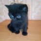 Экзотические плюшевые короткошетстные мраморные котята экстрималы объявление Продам уменьшенное изображение 2