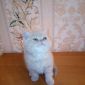 Экзотические плюшевые короткошетстные мраморные котята экстрималы объявление Продам уменьшенное изображение 3
