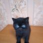 Экзотические плюшевые короткошетстные мраморные котята экстрималы объявление Продам уменьшенное изображение 5