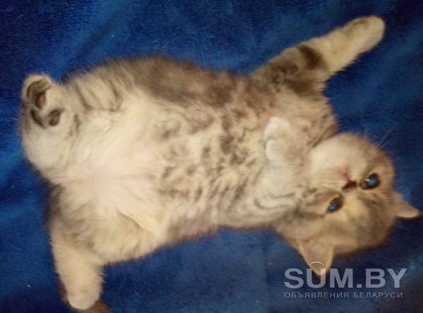 Экзотические плюшевые короткошетстные мраморные котята экстрималы объявление Продам уменьшенное изображение 