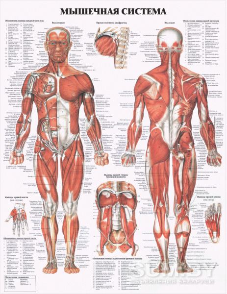 Анатомия. Учебные плакаты для колледжа объявление Услуга уменьшенное изображение 