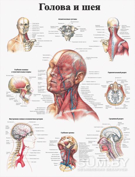 Анатомия. Учебные плакаты для колледжа объявление Услуга уменьшенное изображение 