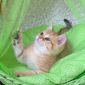Шотландские котята ЗОЛОТАЯ ШИНШИЛЛА объявление Продам уменьшенное изображение 1