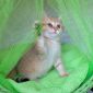 Шотландские котята ЗОЛОТАЯ ШИНШИЛЛА объявление Продам уменьшенное изображение 3
