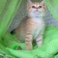 Шотландские котята ЗОЛОТАЯ ШИНШИЛЛА объявление Продам уменьшенное изображение 5