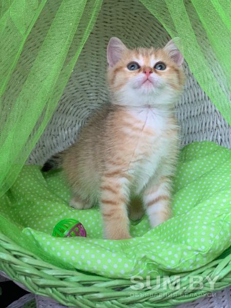 Шотландские котята ЗОЛОТАЯ ШИНШИЛЛА объявление Продам уменьшенное изображение 