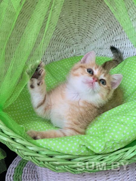 Шотландские котята ЗОЛОТАЯ ШИНШИЛЛА объявление Продам уменьшенное изображение 