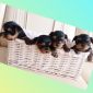 Продаются очаровательные щеночки йоркширского терьера объявление Продам уменьшенное изображение 1
