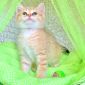 ЗОЛОТАЯ ШИНШИЛЛА ny11 шотландские котята объявление Продам уменьшенное изображение 1