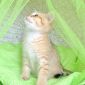 ЗОЛОТАЯ ШИНШИЛЛА ny11 шотландские котята объявление Продам уменьшенное изображение 3