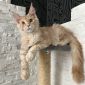 Котёнок мейн-кун объявление Продам уменьшенное изображение 1