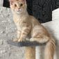Котёнок мейн-кун объявление Продам уменьшенное изображение 3