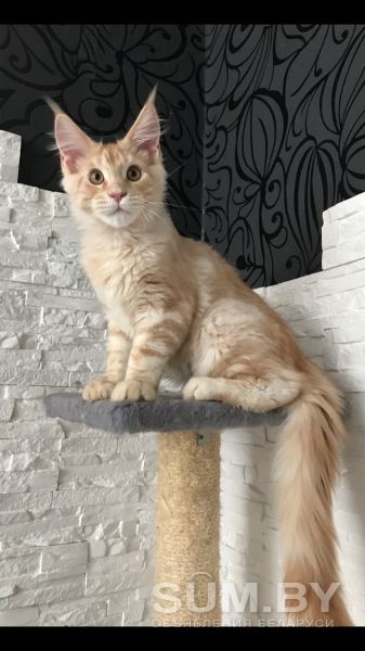 Котёнок мейн-кун объявление Продам уменьшенное изображение 