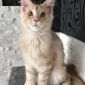 Котёнок мейн-кун объявление Продам уменьшенное изображение 4