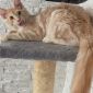 Котёнок мейн-кун объявление Продам уменьшенное изображение 6