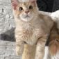 Котёнок мейн-кун объявление Продам уменьшенное изображение 5