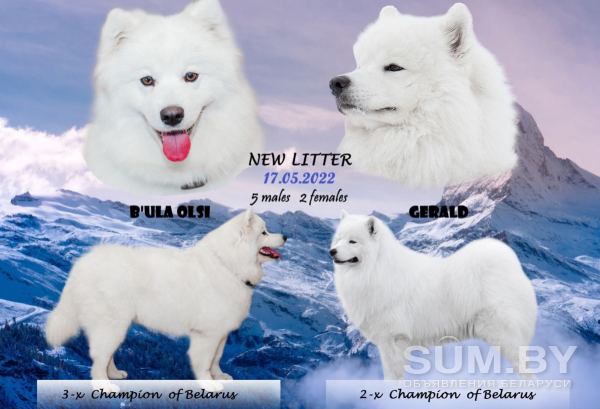 Продам щенков самоеда с родословной объявление Продам уменьшенное изображение 