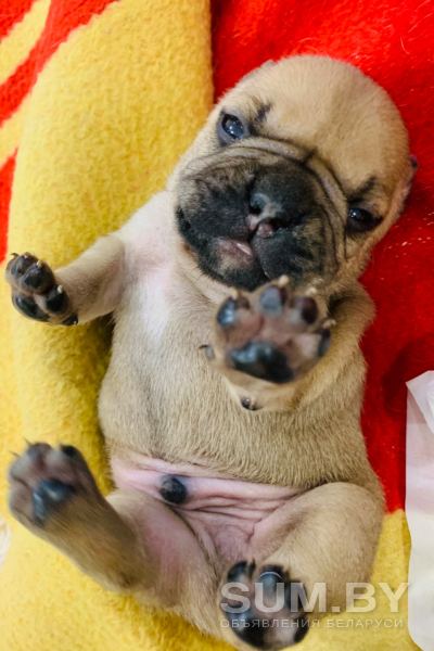 Продаются щенки французского бульдога объявление Продам уменьшенное изображение 