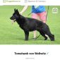 Щенки немецкой овчарки объявление Продам уменьшенное изображение 4