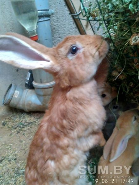 Кролики ямного содержания объявление Продам уменьшенное изображение 