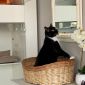 Дина - ласковая интеллегентная кошка объявление Отдам даром уменьшенное изображение 4