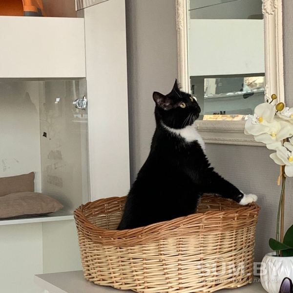 Дина - ласковая интеллегентная кошка объявление Отдам даром уменьшенное изображение 