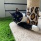 Дина - ласковая интеллегентная кошка объявление Отдам даром уменьшенное изображение 5