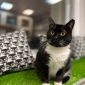 Дина - ласковая интеллегентная кошка объявление Отдам даром уменьшенное изображение 6