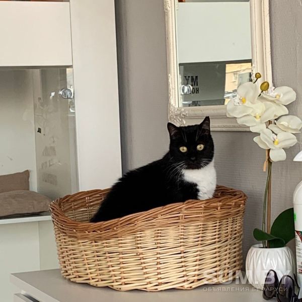 Дина - ласковая интеллегентная кошка объявление Отдам даром уменьшенное изображение 
