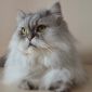 Персидская кошка в дар объявление Продам уменьшенное изображение 1