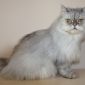 Персидская кошка в дар объявление Продам уменьшенное изображение 2